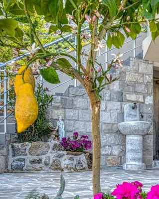 a large yellow bag sitting on top of a tree at Adriatic paradise in Budva