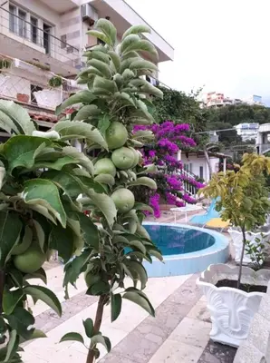 a plant with green fruit growing next to a swimming pool at Apartman LOKI in Ulcinj