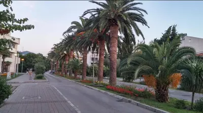 a street with palm trees on the side of a road at DUBLIN STAN na dan u MARŠALA TITA in Bar
