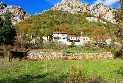 a cow grazing in a field in front of a mountain at Apartmani Dumezic in Bar