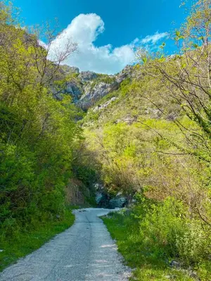 a road in the mountains with trees on either side at Apartmani Dumezic in Bar