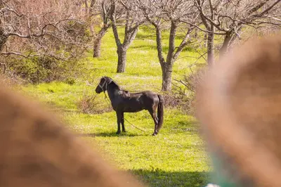 a black horse standing in a field of grass at Apartmani Dumezic in Bar