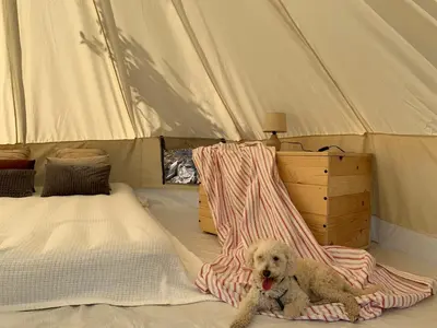 a dog sitting on a blanket in a tent at Bigova Glamping in Kotor