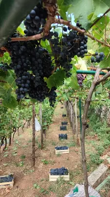 a bunch of black grapes hanging from a vineyard at Liprosh in Virpazar