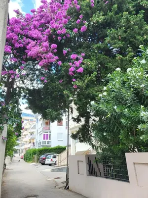 a tree filled with purple flowers on a street at Family apartment Maxema in Budva