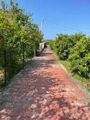 a brick road with trees on either side of it at Villa Nilić in Bar