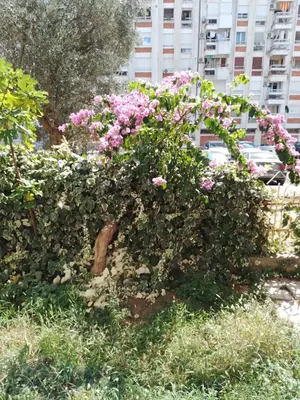 a bush filled with pink flowers in front of a building at Dominik in Bar