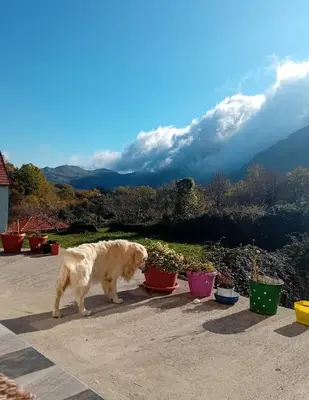 a dog standing next to potted plants on a patio at Konak Ugnji-Village in Cetinje