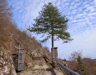 a tree on the side of a hill with a gate at Konak Ugnji-Village in Cetinje
