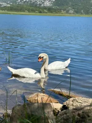 two white swans swimming in a body of water at The Island of Prevlaka in Prevlaka