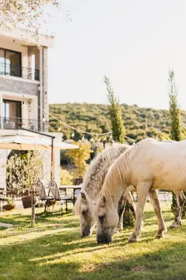 two horses grazing in the grass in front of a house at Carolea Villas - Boutique Hotel & Villas in Ulcinj