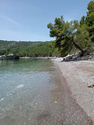 a beach with trees and a body of water at Anika in Sutomore