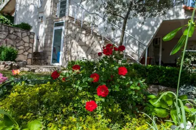 a bush of red roses in front of a house at Vila Hrastovi in Sutomore