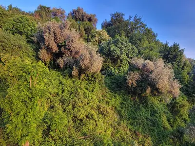 an overhead view of a forest of trees on a hill at Luxury apartment with Sea view Przno, Sveti Stefan, Regina Residence in Pržno