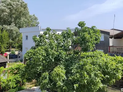 a large green tree in front of a building at Vila Goga in Ulcinj