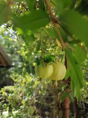 a bunch of yellow fruit hanging from a tree at Apartmani LALA 2 Canj in Čanj