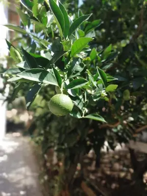 a green fruit is hanging from a tree at Apartmani LALA 2 Canj in Čanj