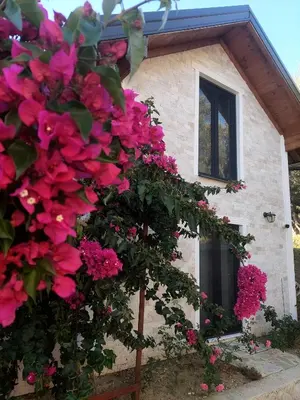 a bunch of pink flowers in front of a building at Villa Butterfly Valdanos in Ulcinj