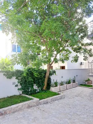 a tree in front of a white building with a courtyard at Black & White in Sutomore