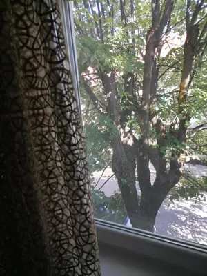 a view of a tree from a window at Apartmani 15 in Cetinje