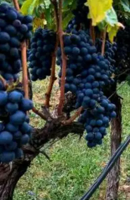 a bunch of grapes hanging on a vine at Village house Iva in Virpazar
