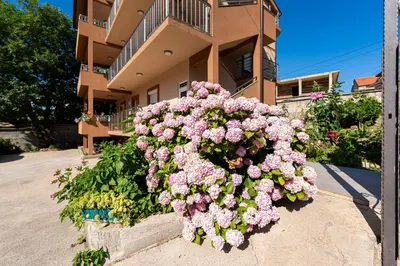 a bunch of pink flowers in front of a building at Lara i Mirko Apartments in Mrčevac