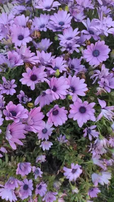 a bunch of purple flowers in a field at MASA in Bar