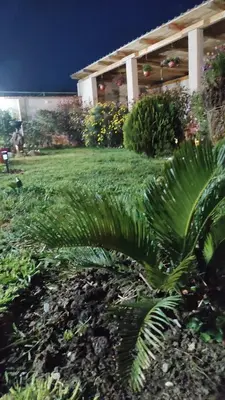 a large green plant in front of a house at MASA in Bar