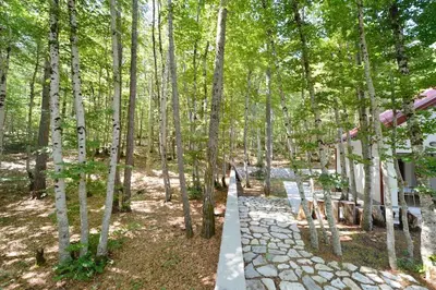 a path in a wooded area with trees at Forest house in Cetinje