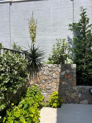 a garden with plants and a stone wall at Villa Pine in Bar