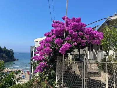 a building with purple flowers on it next to the ocean at Family Guest House in Ulcinj