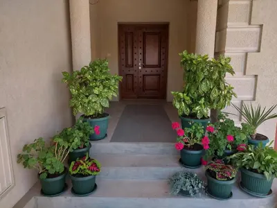 a bunch of potted plants in front of a door at Luxury Home Cetinje in Cetinje