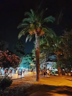 a palm tree on a city street at night at Studio Apartman Susanj Bar in Bar