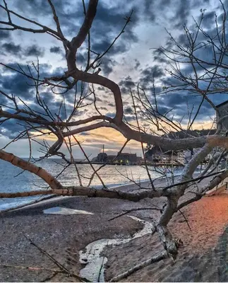 a tree on the beach with a cloudy sky at Vista Petrovac in Petrovac na Moru