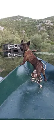 a dog is standing on top of a ramp at Old house, Skadar Lake in Cetinje