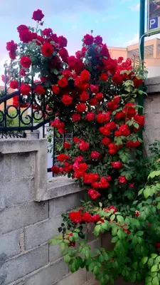 a bunch of red flowers hanging from a fence at Vila DUBAI - ULCINJ VELIKA PLAŽA in Ulcinj