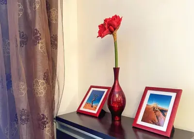 a red vase with a flower on a table with pictures at Jardin de fleurs in Petrovac na Moru