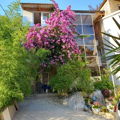 a bunch of flowers hanging from the side of a building at Bugenvilija in Budva
