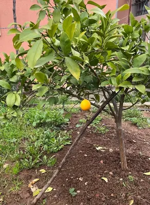a citrus tree with an orange hanging from it at Gorica hill apartment in Podgorica