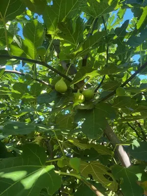 a tree with green fruits growing on it at Gorica hill apartment in Podgorica