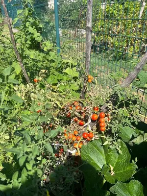 a garden with lots of orange fruits in it at Gorica hill apartment in Podgorica