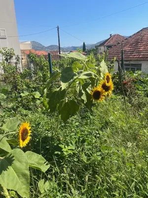 a field of sunflowers in a yard at Gorica hill apartment in Podgorica