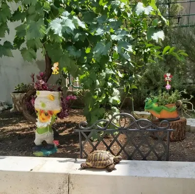 a turtle sitting on the ground next to a fence at Apartment Marina in Kotor