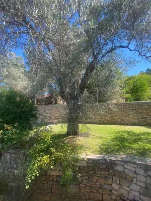 a tree in a yard next to a brick wall at Apartman Elena in Ulcinj