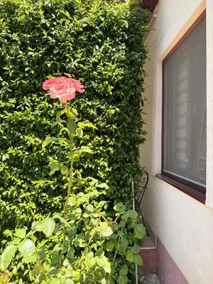 a red flower in front of a green wall at El Sol Apartmani in Bar