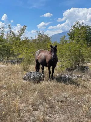 a horse standing in a field with a rock at Cosy Cottage with Private Pool - Andrej in Danilovgrad
