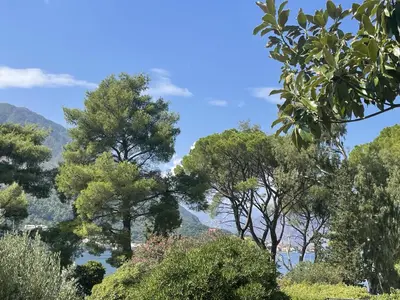 a group of trees with mountains in the background at Apartment Navigator's lodging in Kotor