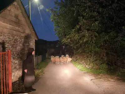 a man with a herd of sheep walking down a road at Private Camp - Wolf & Sheep - 4 bungalows- 8 person in Podgorica