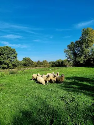 a herd of sheep standing in a field of grass at Private Camp - Wolf & Sheep - 4 bungalows- 8 person in Podgorica