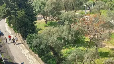 a group of people walking down a road next to trees at Solaris Apartments in Budva